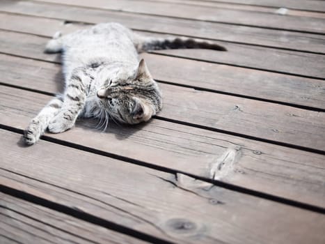 Tabby cat relaxing on  wood, whole body, soft colours