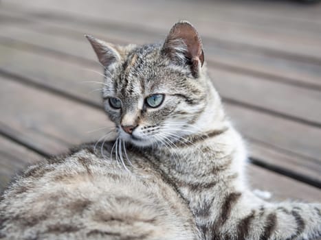 Cat lying on o wood watching soft colours