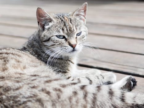 Tabby cat lying on a wood and watching, portrait, soft colours