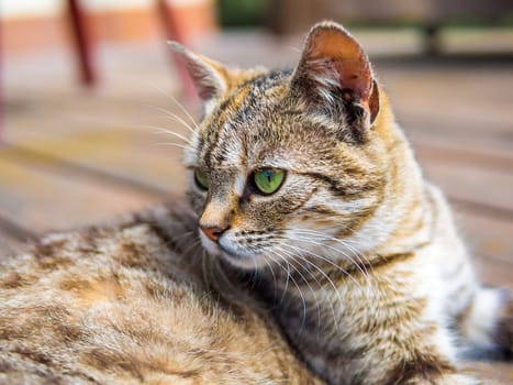 Cat lying on a wood and watching bright colours