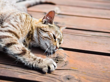 Lazy tabby cat lying on a wood, from a side, bright colours