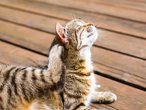 Cat enjoying scratching itself lying on a wood in bright colours