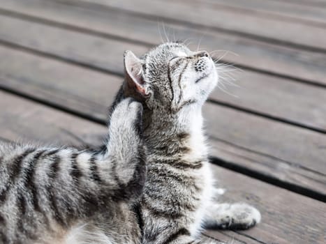 Cat enjoying scratching itself lying on a wood in soft colours