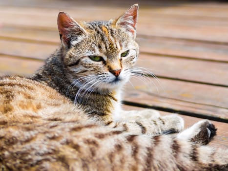 Tabby cat lying on a wood and watching, portrait, bright colours