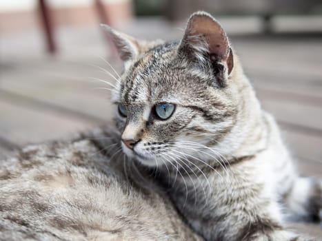 Cat lying on a wood and watching soft colours
