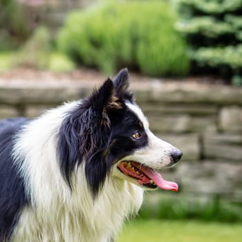 Dog, border collie, happy, portrait outdoors in the garden