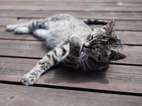 Tabby cat licking itself, whole body, outdoors