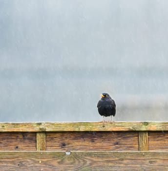 A Blackbird (Turdus merula) perched on a post in the rain.