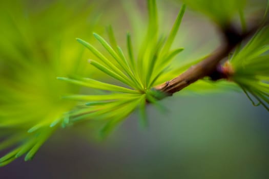 Closeup shot of Larix × eurolepis or larch tree with green needles during springtime. Macro shot with selective focus.