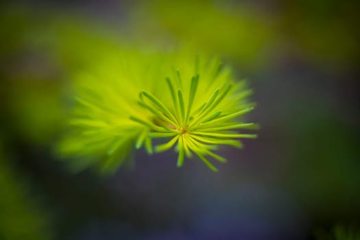 Closeup shot of Larix × eurolepis or larch tree with green needles during springtime. Macro shot with selective focus.