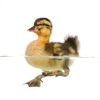 Duckling floating on water in front of a white background