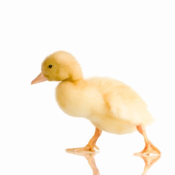 Duckling in front of a white background