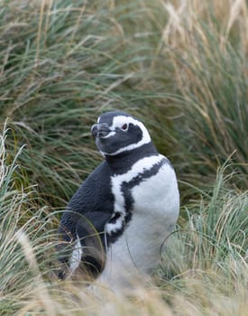 wild, free Magellanic penguin (Spheniscus magellanicus) breeds in the Falkland Islands