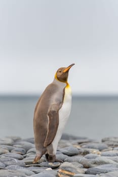Rare sight: Light brown king penguins with melanism on South Georgia. A genetic mutation causes unusual brown plumage colouration.