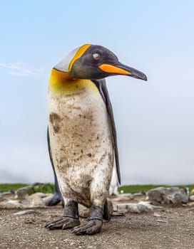 King Penguin - (APTENODYTES PATAGONICUS) colony in Salisbury Plain a vast plain washed out by the Grace Glacier on South Georgia and South Georgia is the largest elephant seal breeding population
