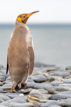 Rare sight: Light brown king penguins with melanism on South Georgia. A genetic mutation causes unusual brown plumage colouration.