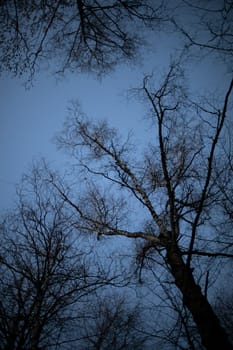 Tree in evening. Tree without leaves. Silhouette of plant. Details of park in winter.