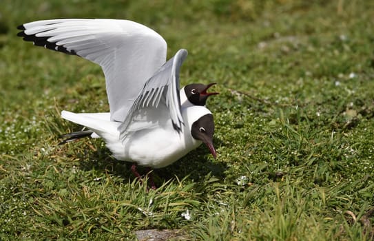 Black-headed gulls mating
