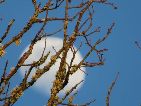 beautiful moon behind leaf tree takes out branch