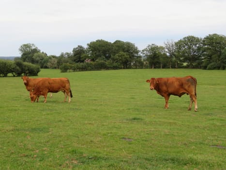 animal cow farm meadows boil milk meat feed production