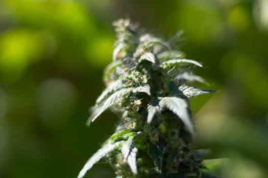 Marijuana grows in field. Cannabis plant. Drugs are harmful to health. Hemp leaves in nature.