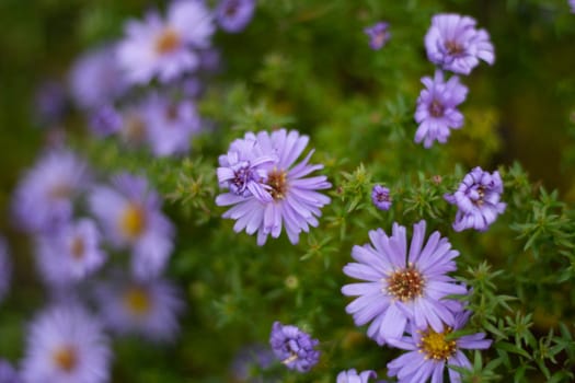 Purple flowers. Garden plants. Petals in small flowers. Beautiful color. Small garden.