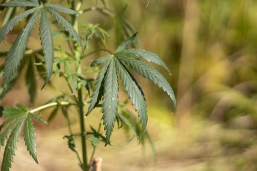 Marijuana grows in field. Cannabis plant. Drugs are harmful to health. Hemp leaves in nature.