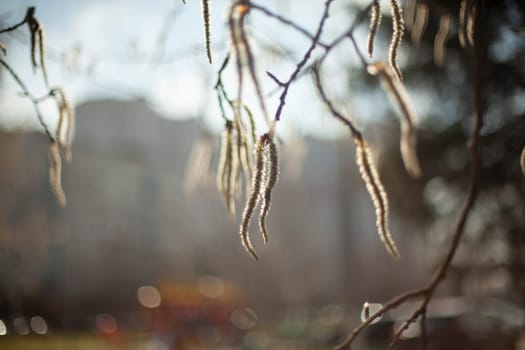 Tree branches in spring. First buds on branches. Details of nature. Warm day.