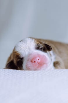 Close-up of little two-month-old puppy of dog pembroke welsh corgi sleeping relaxing on white cotton plaid on white background. Pet love, pet care, dog breeding, veterinary clinic. Studio, vertical.