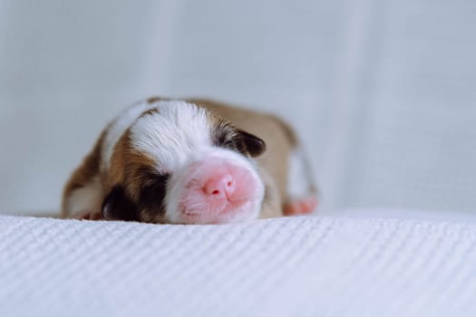 Close-up of well-fed two-month-old puppy of dog pembroke welsh corgi sleeping relaxing lying on white cotton plaid on white background. Pet love, pet care, dog breeding, veterinary clinic. Studio.