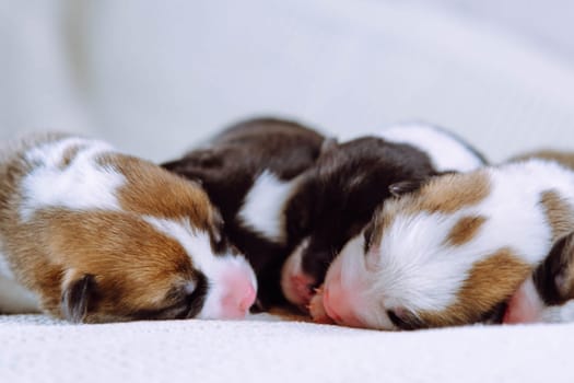 Portrait of four adorable two-month-old puppies of dog pembroke welsh corgi napping sleeping in different poses on white cotton plaid. Pet love, pet care, dog breeding, veterinary clinic. Studio shot.
