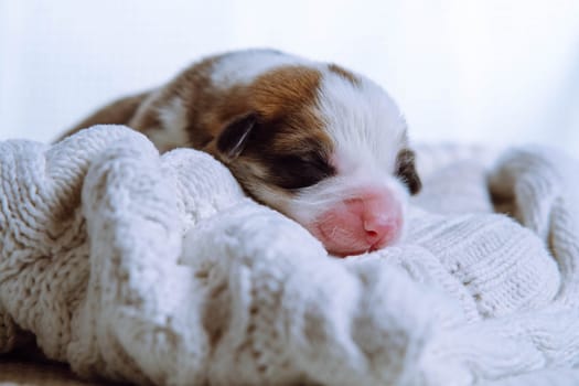 Portrait of sweet little two-month-old puppy of dog pembroke welsh corgi sleeping relaxing on white knitted sweater on white background. Pet love, pet care, dog breeding, veterinary clinic. Studio.