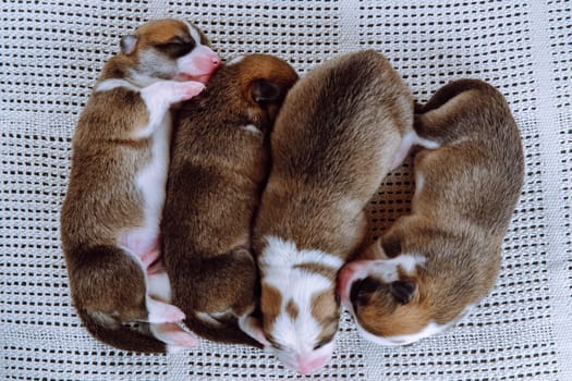 Top view of four well-fed two-month-old puppies of dog pembroke welsh corgi dreaming sleep lying in row on white cotton plaid. Pet love, pet care, dog breeding, veterinary clinic. Studio, soft focus.