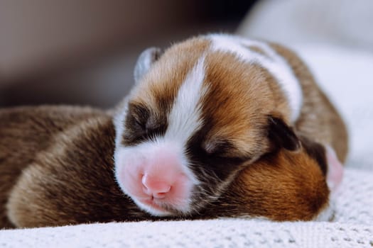 Close-up of two wonderful two-month-old puppies of pet dog pembroke welsh corgi with pink snouts relaxing sleeping lying on each other on white cotton plaid. Pet love, pet care, dog breeding. Studio.