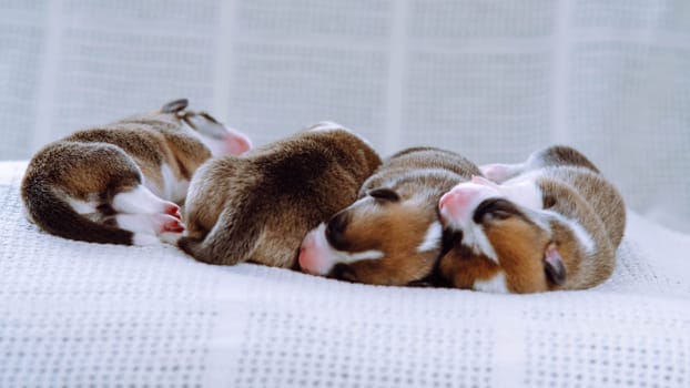 Portrait of four pretty two-month-old puppies of dog pembroke welsh corgi dreaming sleeping lying in row on white cotton plaid. Pet love, pet care, dog breeding, veterinary clinic. Studio, soft focus.