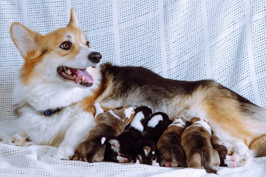 Side view of wonderful dog pembroke welsh corgi feeding babies. Six two-month-old puppies lying sucking milk in different poses on white cotton plaid. Dog breastfeeding, breeding, motherhood. Studio.