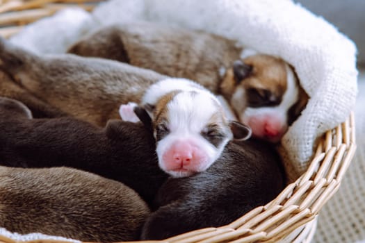 Close-up of several sweet two-month-old puppies of dog pembroke welsh corgi relaxing sleeping dreaming in different poses in wicker basket on white plaid. Pet love, pet care, dog breeding. Studio.