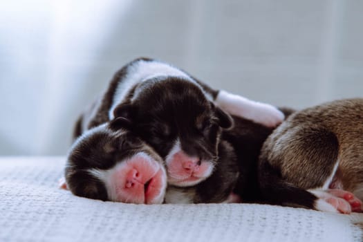 Close-up of three beautiful two-month-old puppies of pet dog pembroke welsh corgi with pink snouts relax sleeping lying on each other on white cotton plaid. Pet love, pet care, dog breeding. Studio.