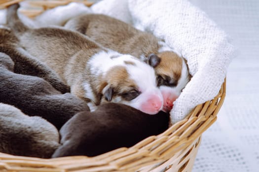 Top view of several lovely two-month-old puppies of dog pembroke welsh corgi resting sleeping dreaming in different poses in wicker basket on white cotton plaid. Pet love, pet care, breeding. Studio.