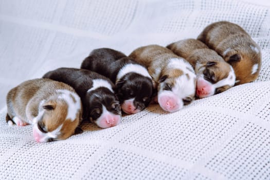 Portrait of six sweet little two-month-old puppies of pet dog pembroke welsh corgi dreaming sleeping lying in row on white cotton plaid. Pet love, pet care, dog breeding, veterinary clinic. Studio.
