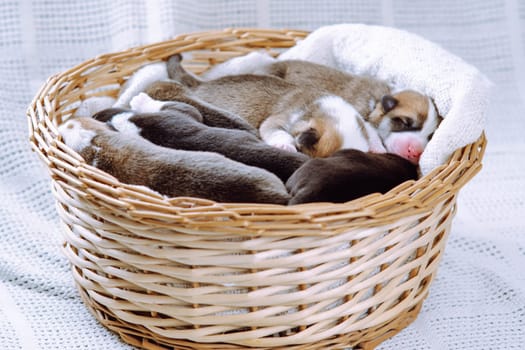 Portrait of several amazing two-month-old puppies of dog pembroke welsh corgi relaxing sleeping lying in different poses in wicker basket on white plaid. Pet love, pet care, dog breeding. Studio.