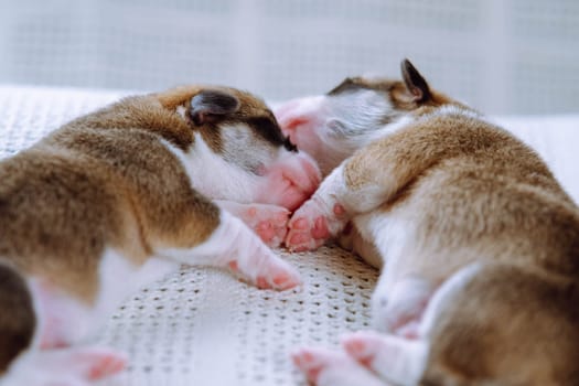 Close-up of two amazing two-month-old puppies of pet dog pembroke welsh corgi with pink snouts dreaming sleeping lying on side on white cotton plaid. Pet love, breeding, veterinary clinic. Studio.