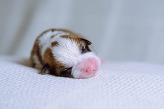 Veterinary clinic, delivery of pets. Newborn healthy baby Welsh corgi sleeps on white covering. Maintenance and feeding of pets. Raising puppies. Dog breeding. Love and care. Positive emotions.