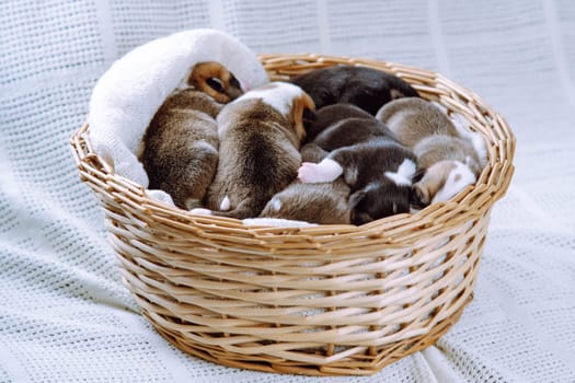 Portrait of several cutest two-month-old puppies of dog pembroke welsh corgi relaxing sleeping dreaming in different poses in wicker basket on white plaid. Pet love, pet care, dog breeding. Studio.