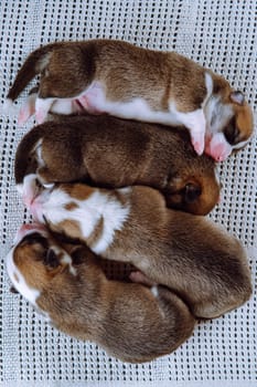 Group of puppies. View from above. Four newly born Welsh Corgi puppies are sleeping sweetly cuddled up to each other on snow-white couch at home. Veterinary care during childbirth. Raising puppies.