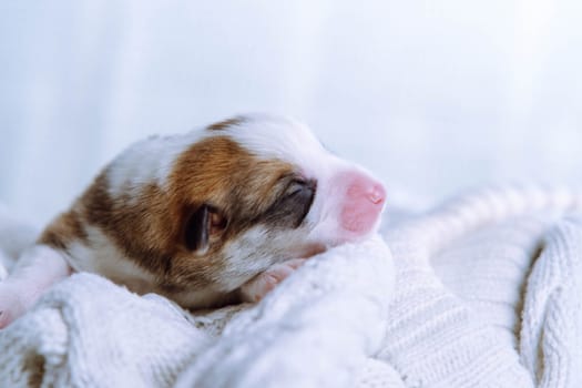Love and tenderness. Close-up. Charming first portrait of newborn baby Welsh corgi, who sleeps on snow-white knitted blanket. Maintenance and feeding of pets. Raising puppies. Dog breeding.