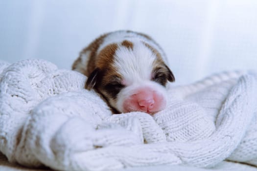 Very first portrait of newborn baby Welsh corgi, who sleeps on snow-white knitted blanket. Maintenance and feeding of pets. Raising puppies. Dog breeding. Love and care. Comfort and safety.