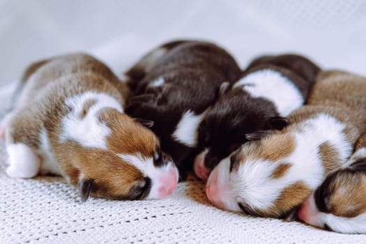 Four newborn Welsh Corgi puppies are sleeping sweetly on snow - white blanket at home . Keeping and feeding pets. Dog breeding. Veterinary care during childbirth. Raising puppies. Group of puppies.