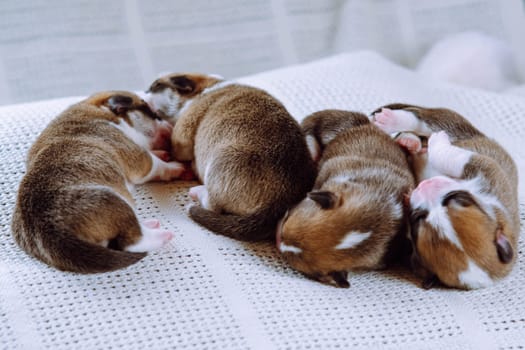 Group of puppies. Four newborn Welsh Corgi puppies sleep comfortably on snow-white blanket. Keeping and feeding pets. Dog breeding. Veterinary care during childbirth. Raising puppies.
