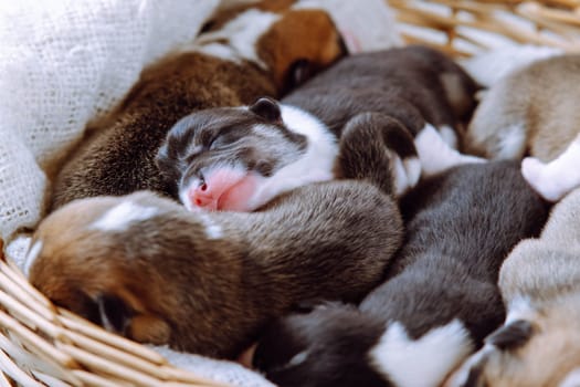 Small newborn Welsh Corgi puppies, snuggled up to each other, sleeping sweetly in wicker basket. Caring and tenderness. Maintenance and feeding of pets. Raising puppies. Dog breeding.